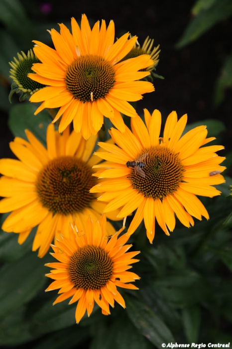 Klik op de foto om originele grootte te bekijken