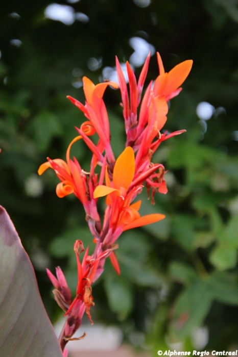 Klik op de foto om originele grootte te bekijken