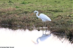 s6103_Errel2000_Grote_Zilverreiger_De_Wilck.jpg