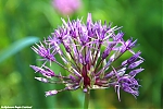 s7731_ARC-Foto_Purperen_allium.jpg