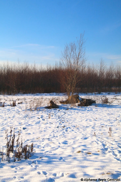 Klik op de foto om originele grootte te bekijken