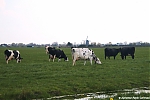 s0679_ARC-Foto_Polder_Hazerswoude.jpg